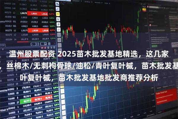 温州股票配资 2025苗木批发基地精选，这几家批发商实力超群！，丝棉木/无刺枸骨球/油松/青叶复叶槭，苗木批发基地批发商推荐分析